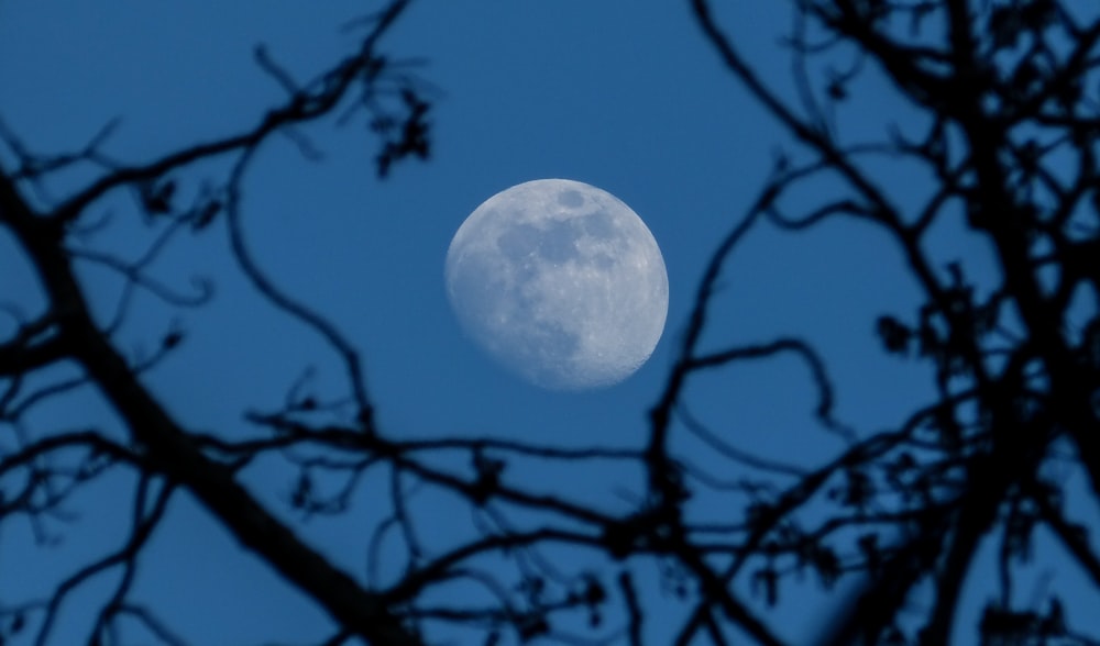 luna gibosa creciente vista a través de árboles marchitos