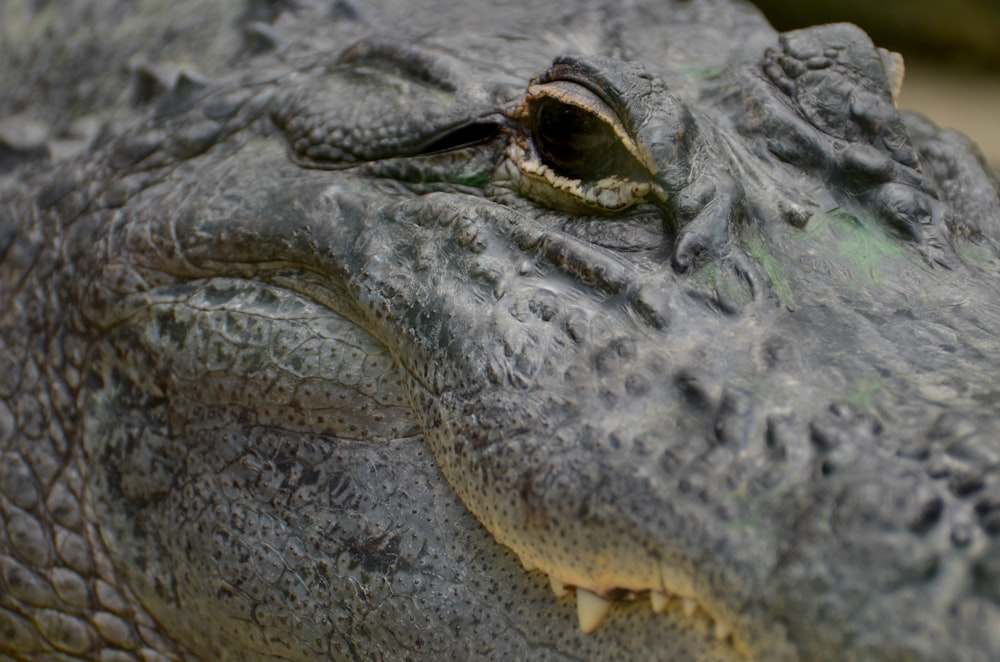 focus photo of alligator