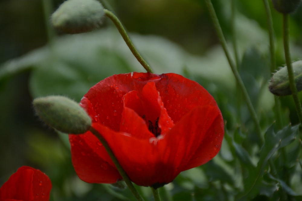 close-up photo of red petaled flower