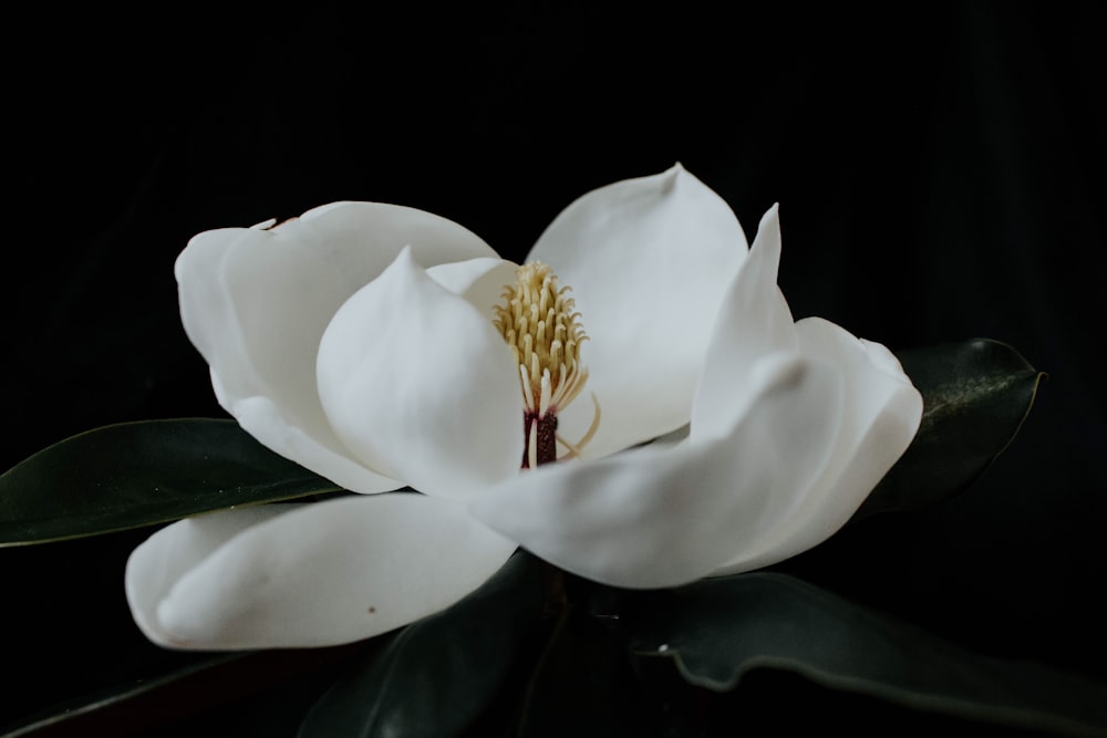 white petaled flower