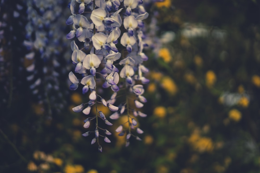 Fotografía de enfoque selectivo de flores de pétalos blancos y morados