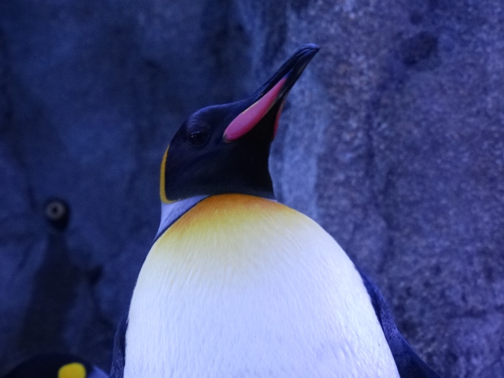Foto de primer plano del pingüino blanco y negro