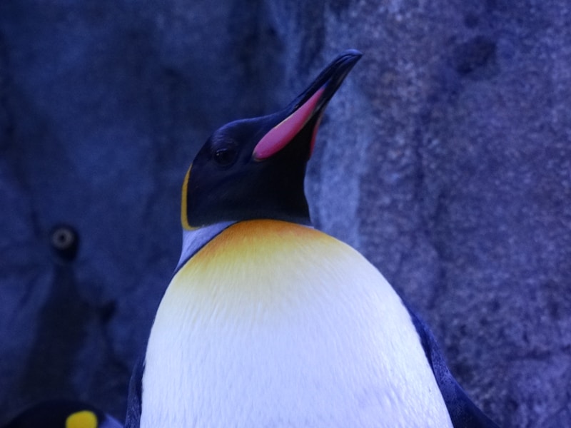 Random Image