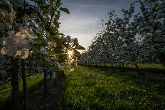 Sunlit rows of kiwi and apple trees stretching across a vibrant farm landscape at dawn.