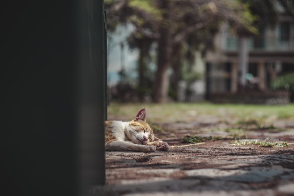 Fotografia de foco seletivo de gato deitado em solo marrom
