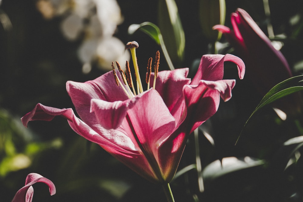 shallow focus photography of red flower