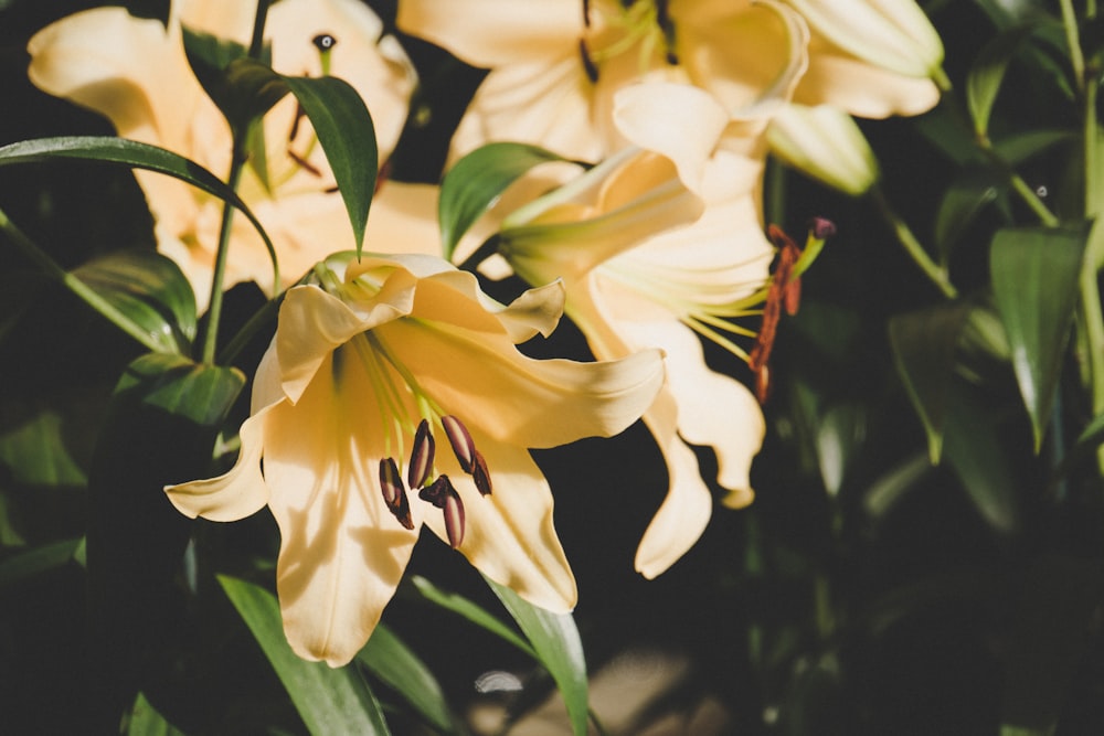 yellow petaled flowers