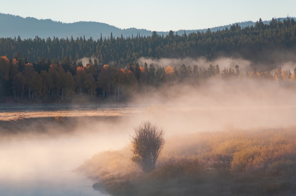 body of water near forest with smoke