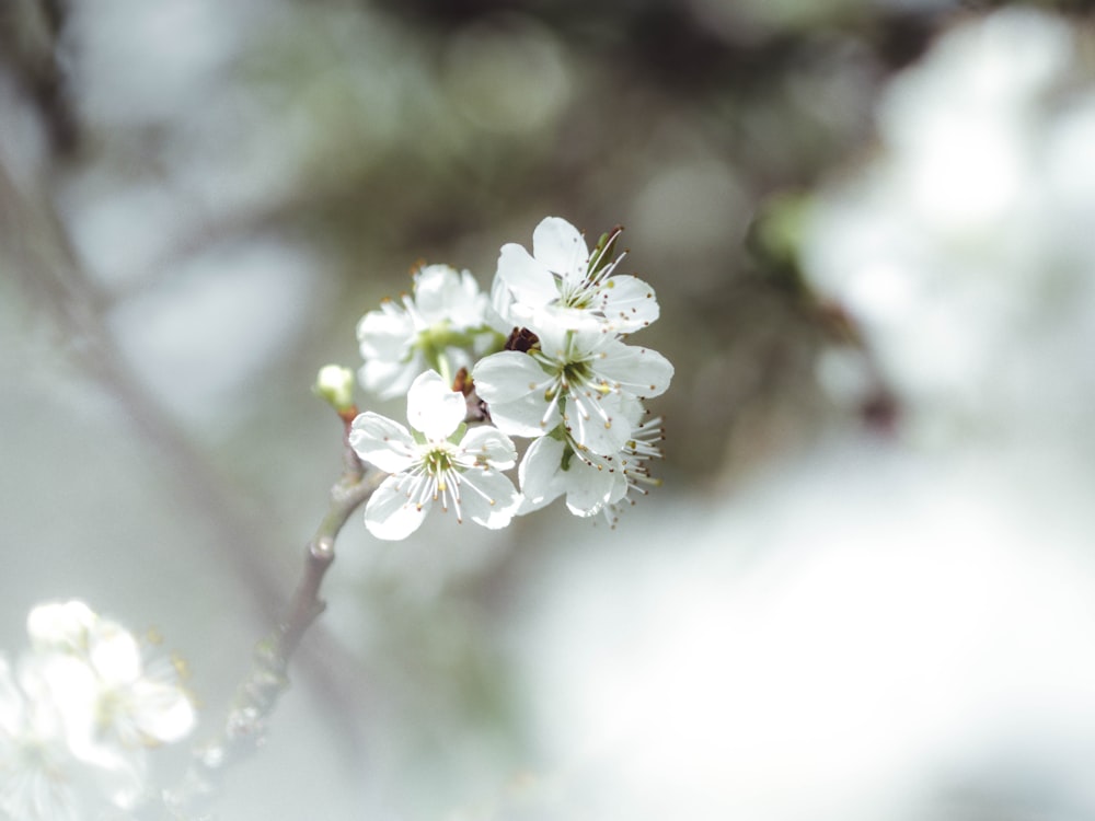 white cherry blossom flower close up photography