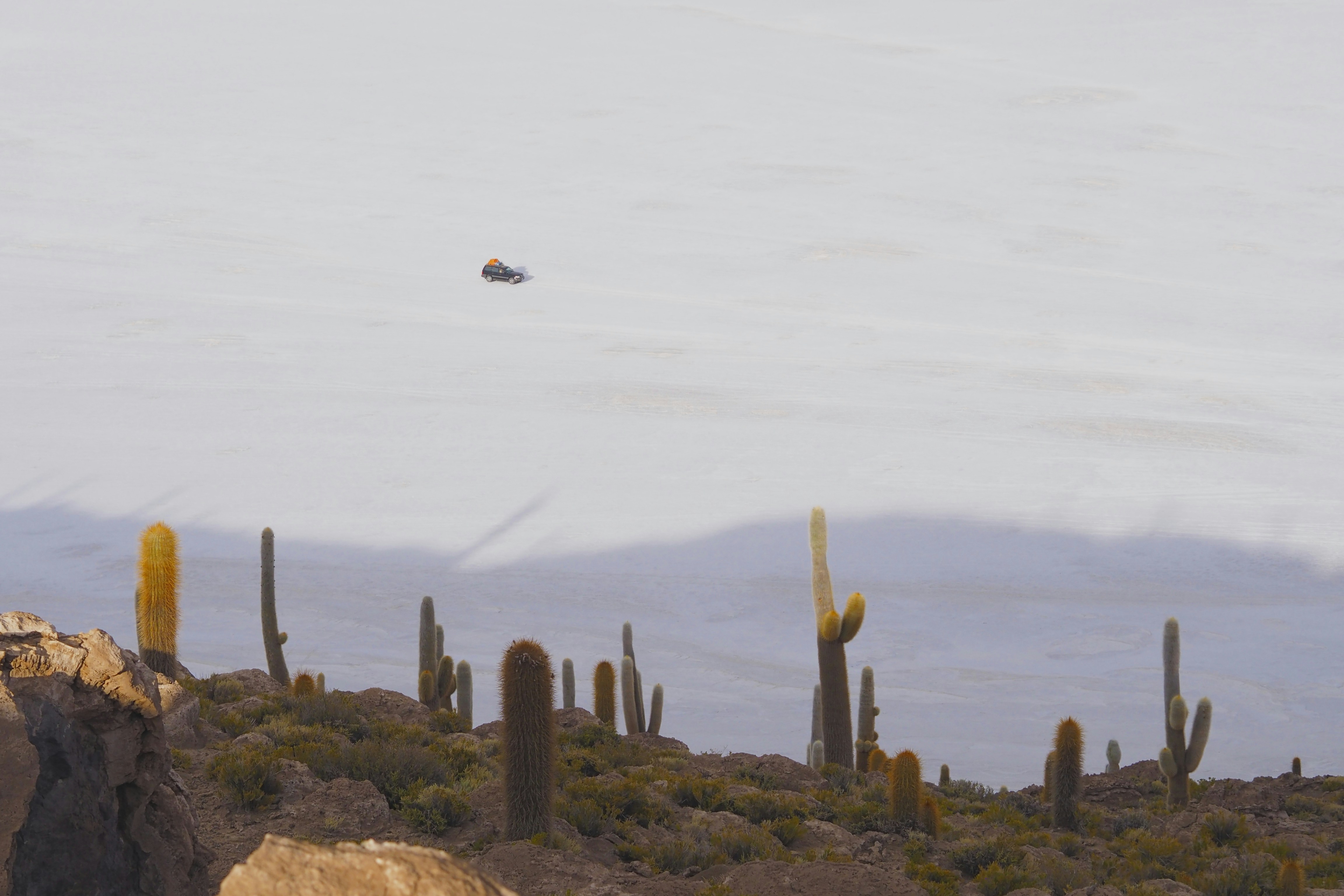 green cacti at daytime bolivia teams background