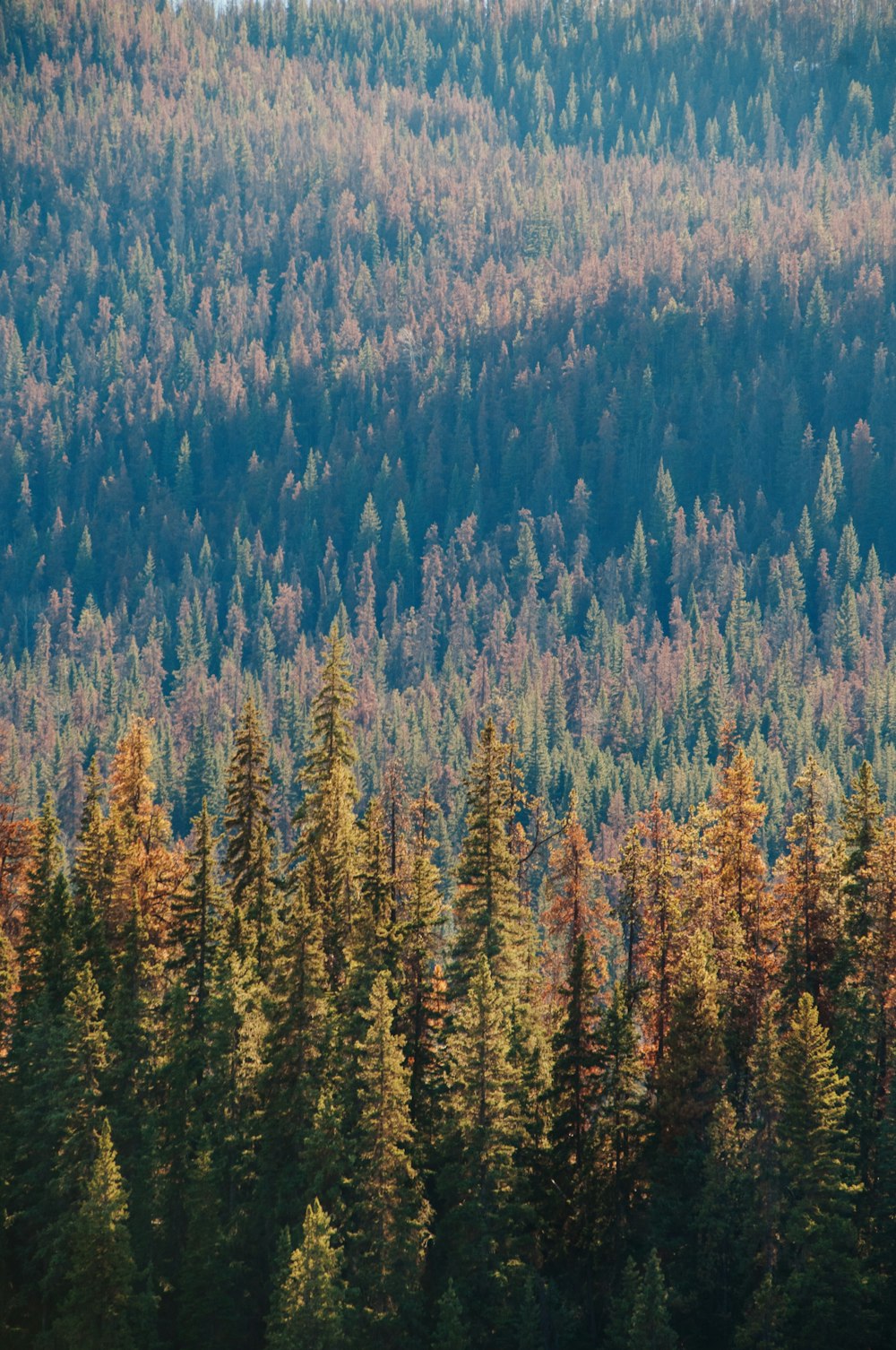 aerial photo of pine forest during day