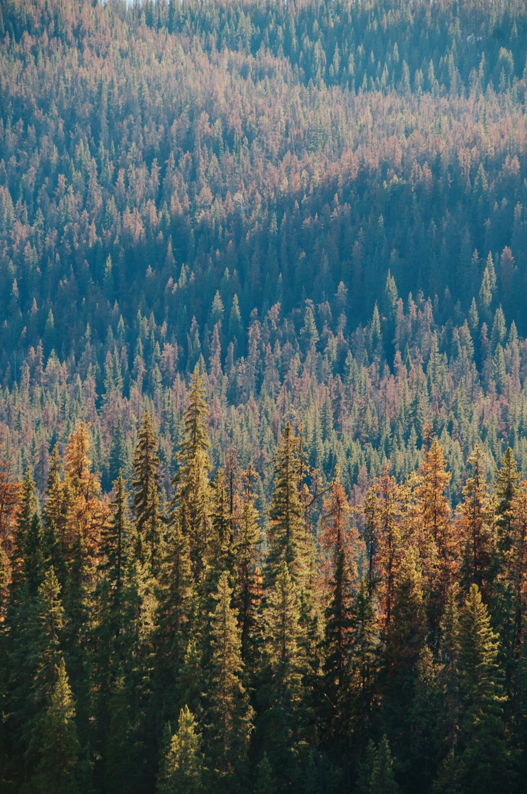 Tropical and subtropical coniferous forests photo spot Jasper Berg Lake Trail