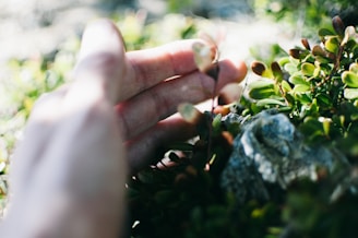 left hand supporting a young sapling