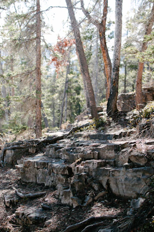 A serene forest landscape in Barcelona with sunlight filtering through tall trees