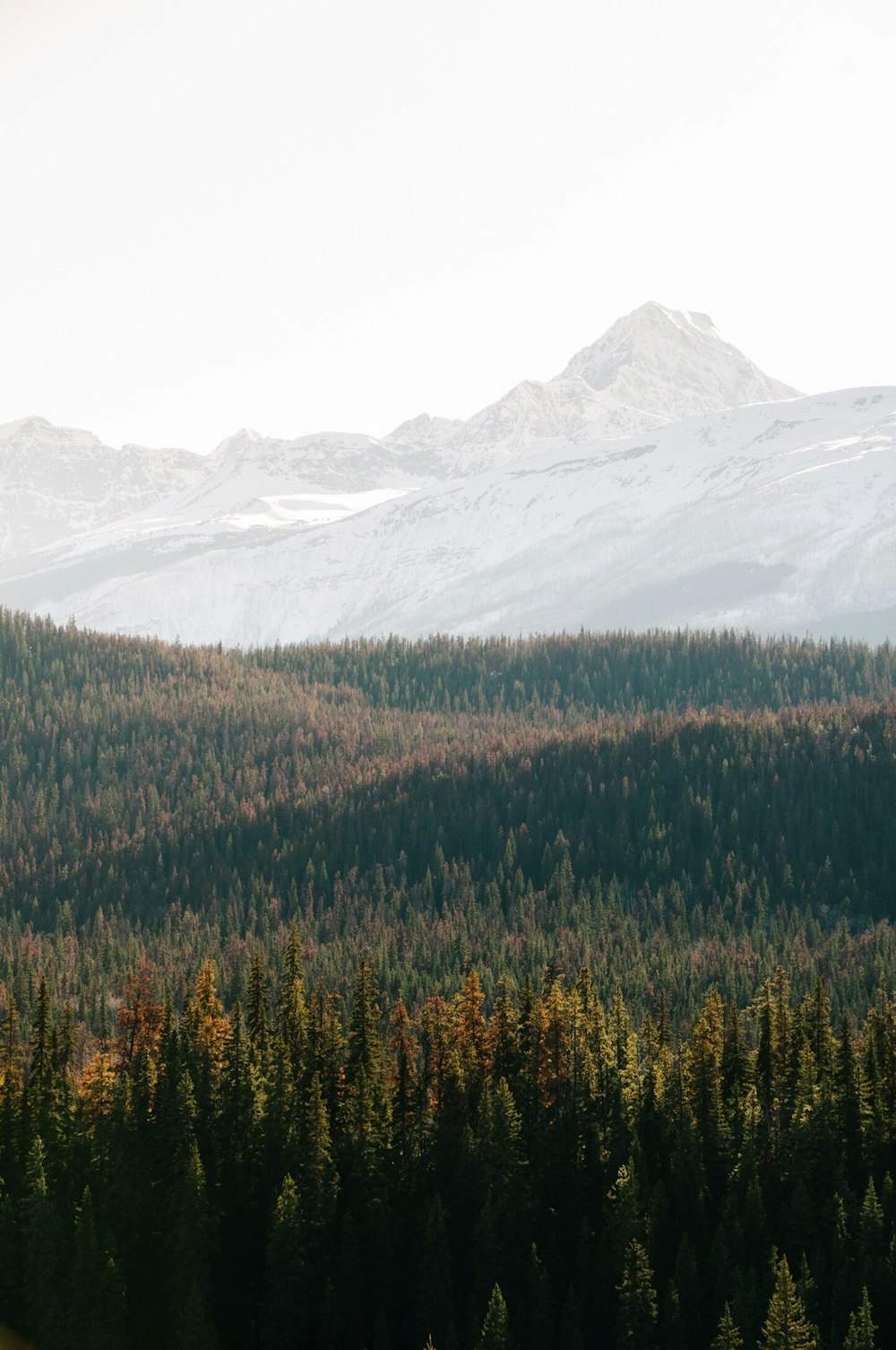 aerial photography of tall trees with snowcovered mountain background at daytime