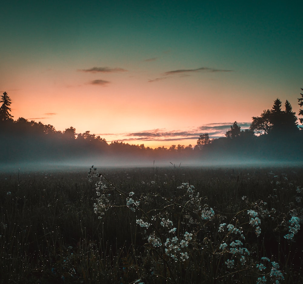 white flower field near green grass field under blue sky at sunset