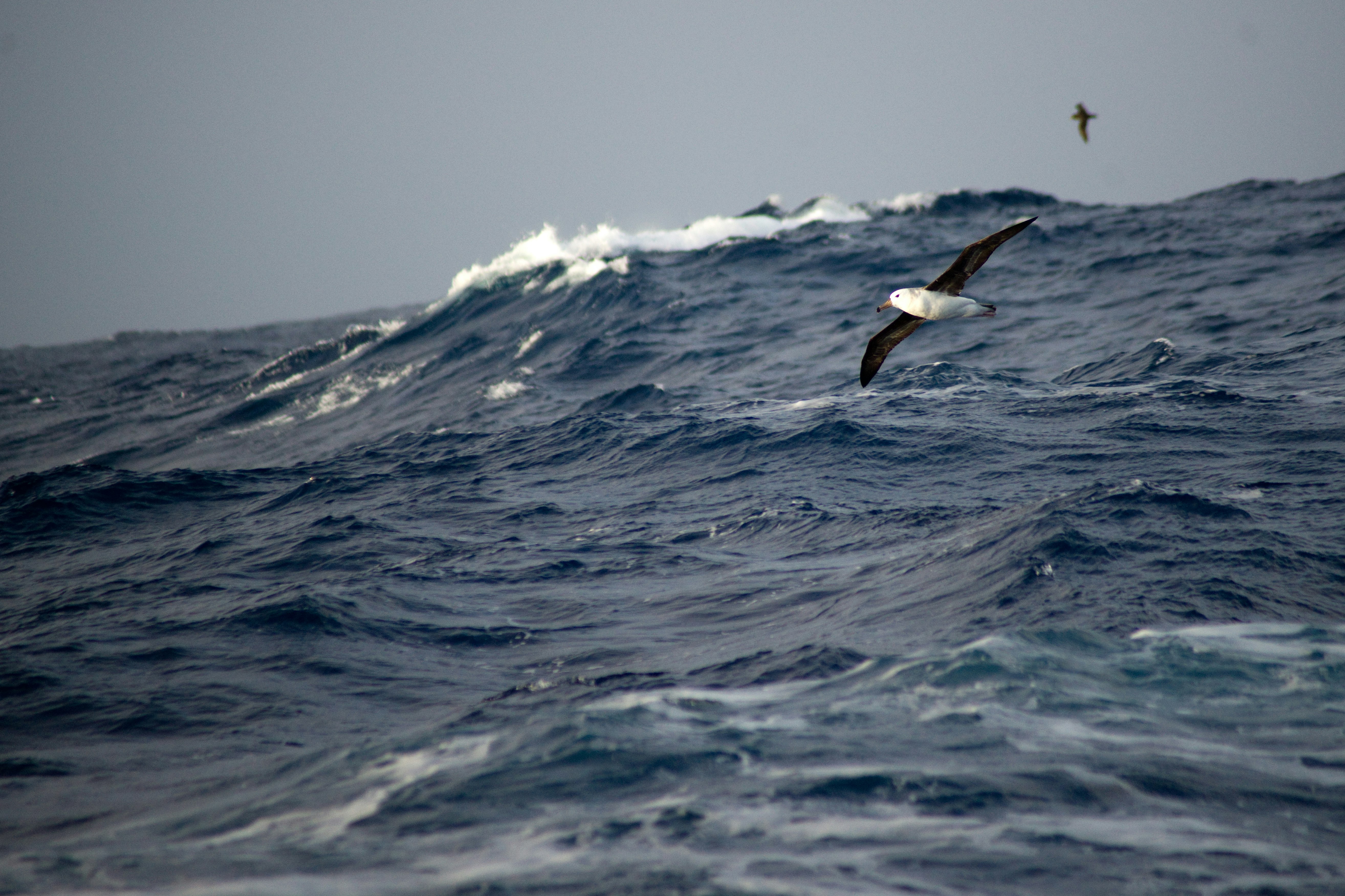 Photo de albatros hurleur par Torsten Dederichs