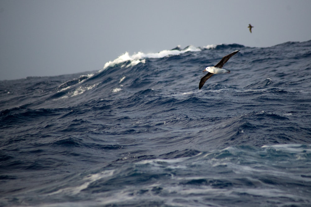 bird on flight above sea