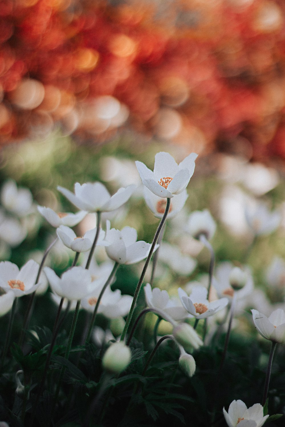 Fotografía de enfoque selectivo de flores de pétalos blancos