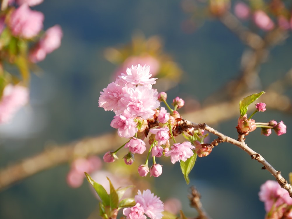 pink flowers