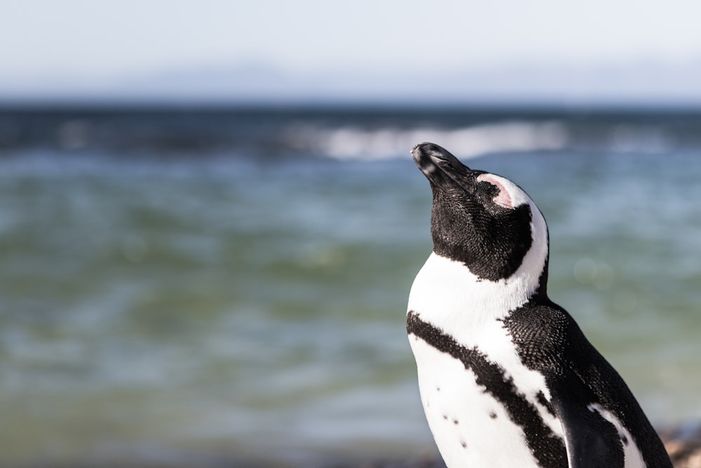 Pinguino in bianco e nero sulla foto a fuoco