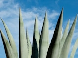A close-up of tall, pointed agave plant leaves against a backdrop of a bright blue sky with scattered white clouds. The sharp, succulent leaves are a pale green, creating a striking contrast with the sky.
