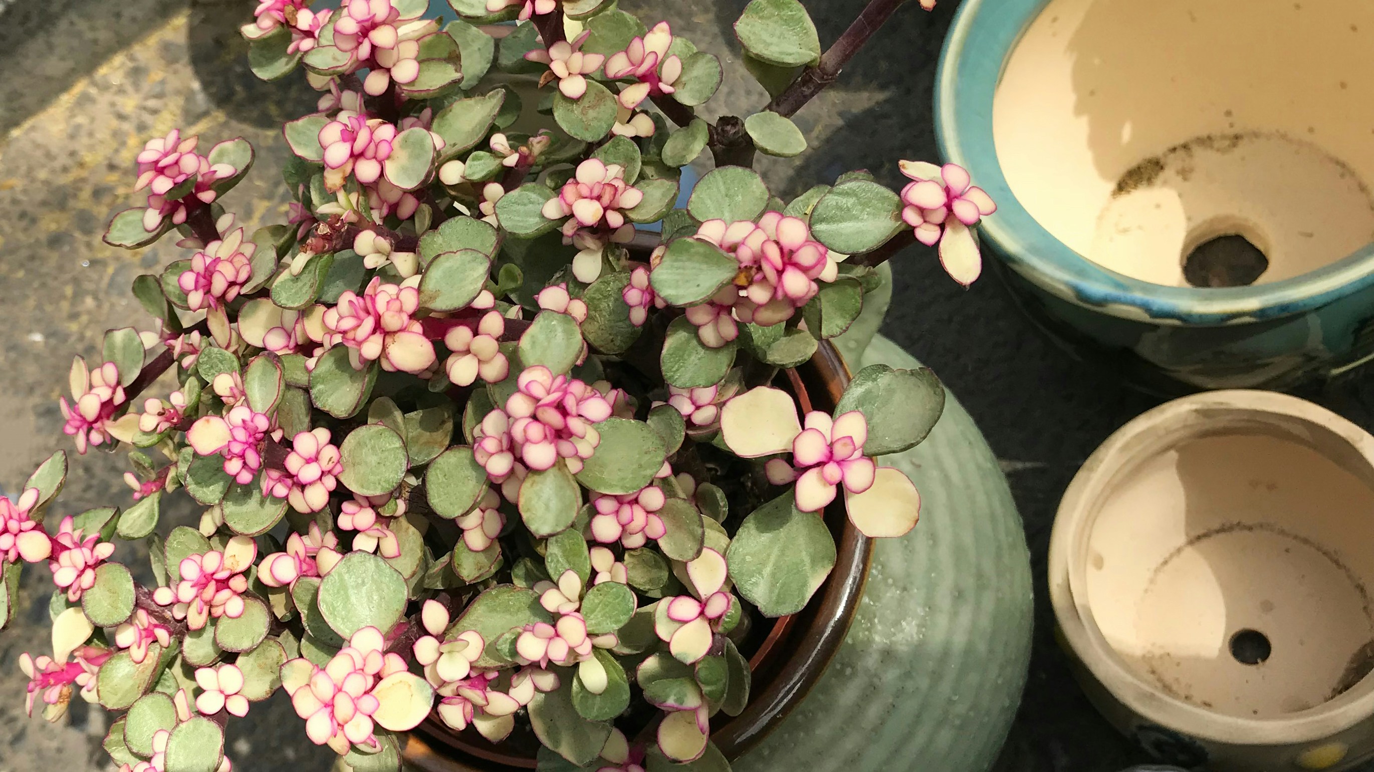 Florev Self-Watering Kit