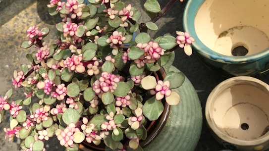 A close-up view of a plant with small leaves and pink-tinted white flowers, placed in a decorative ceramic pot. Nearby, there are two empty ceramic pots with earthy colors. The scene is well-lit, highlighting the vibrant colors and details of the leaves and flowers.