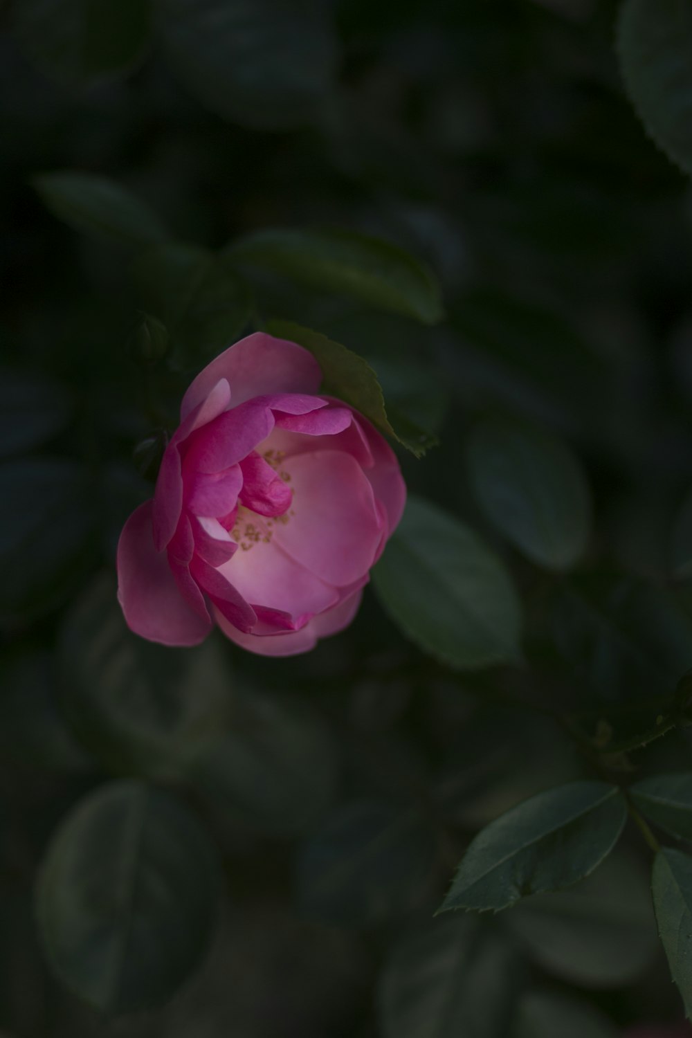 selective focus photography of pink rose flower