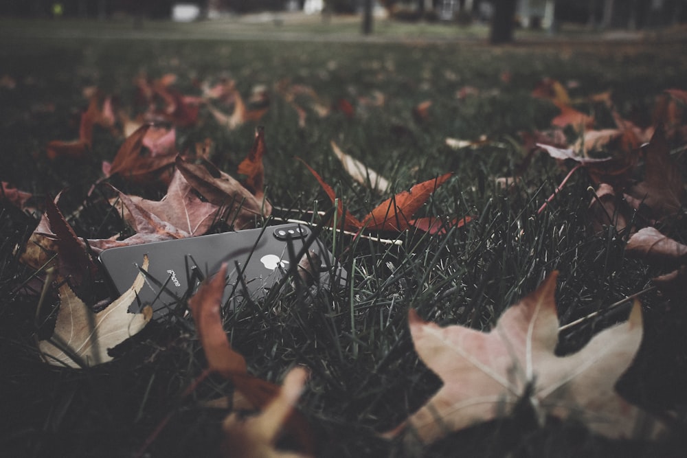 leaf photography during daytime