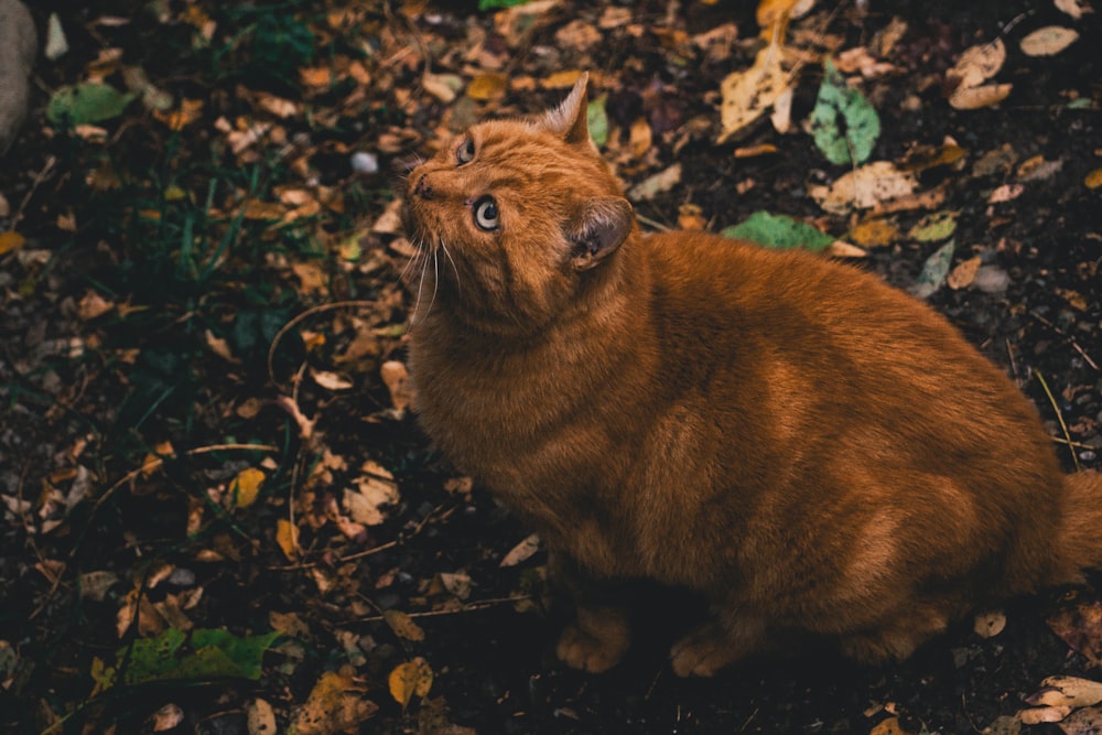 orange tabby cat on ground with fallen leaves