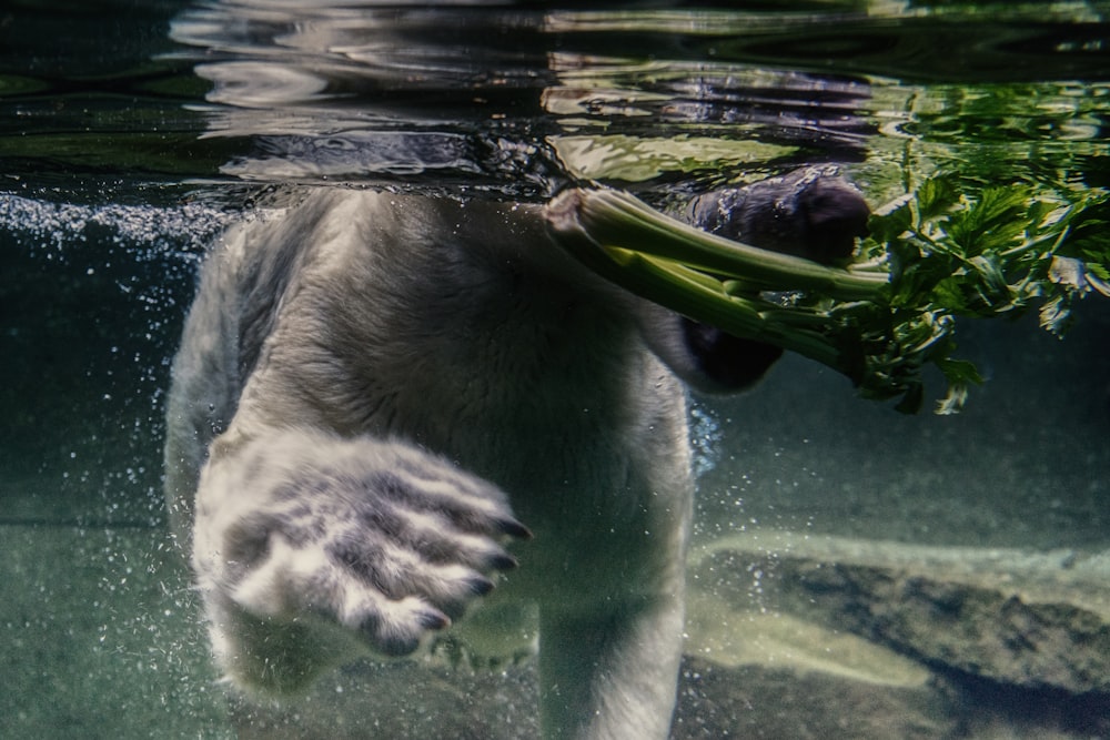 dog eating plant on water