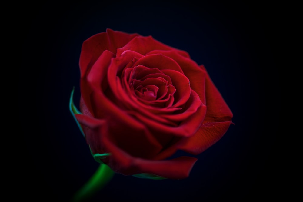 red rose