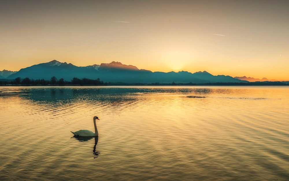 swan on body of water during golden hour