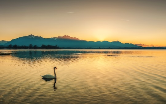 swan on body of water during golden hour in Chiemsee Germany