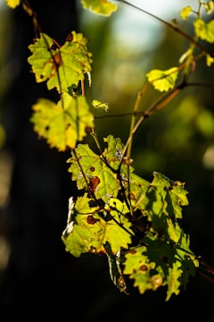 Sunlit green leaves with visible imperfections and brown spots are captured in a natural setting. The leaves are sharply defined against a blurred background, creating a striking contrast that highlights their texture and color.