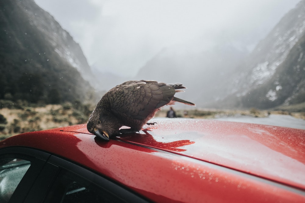 Photographie sélective de mise au point d’un oiseau noir sur le toit d’une voiture rouge