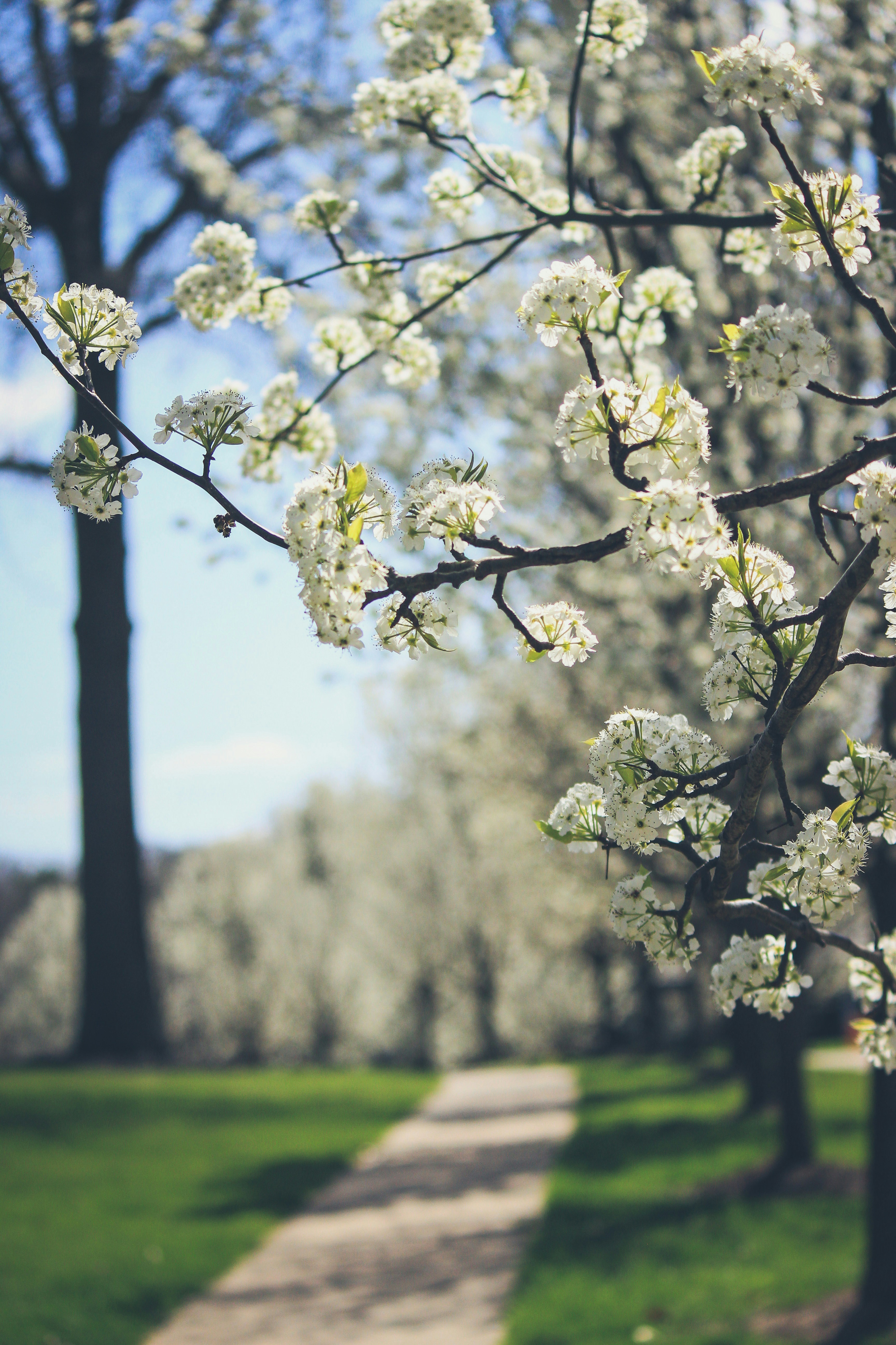macro photography of white leaf tree photo free flower image on unsplash macro photography of white leaf tree