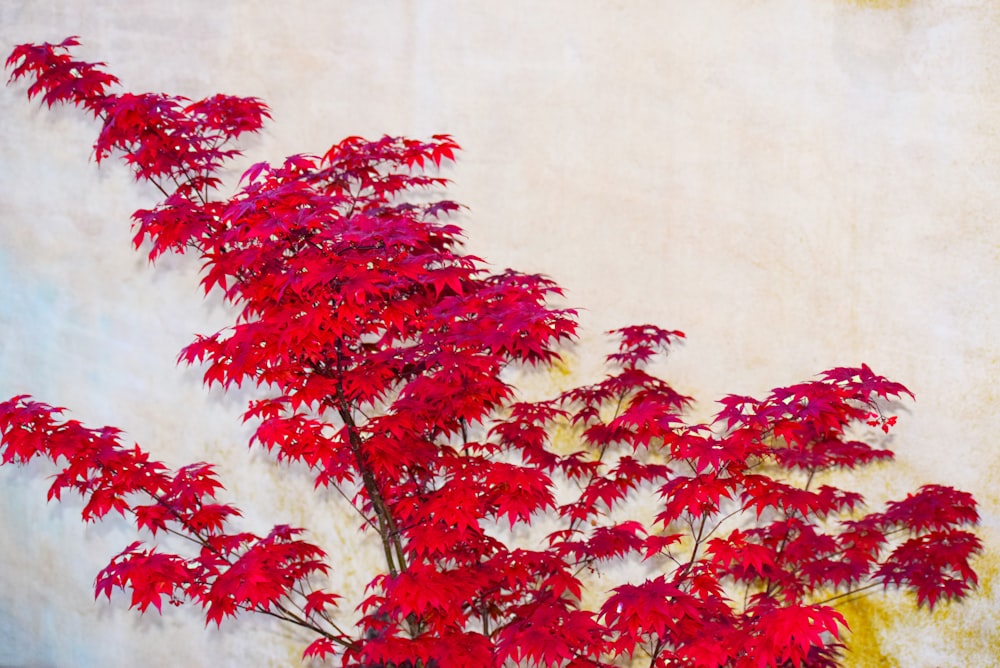 red petaled flower painting