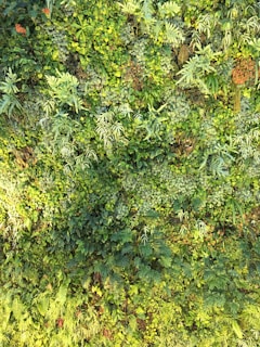 A dense vertical garden with a variety of green plants and foliage. The wall is covered with different types of leaves, including broad leaves and ferns, creating a rich, textured pattern. Some areas are more saturated with yellow-green shades, while others have darker green tones.