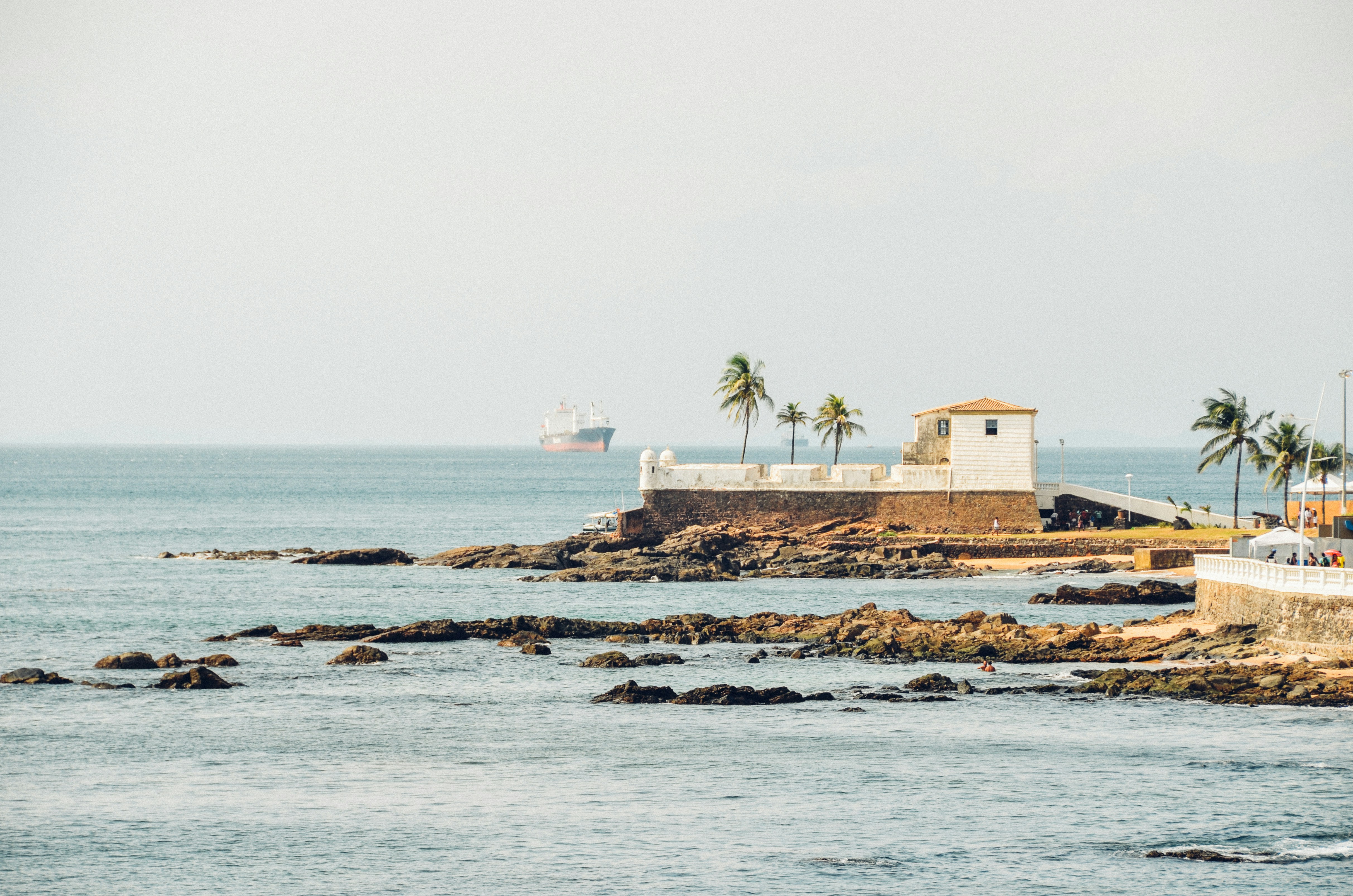 green palm trees near house and body of water