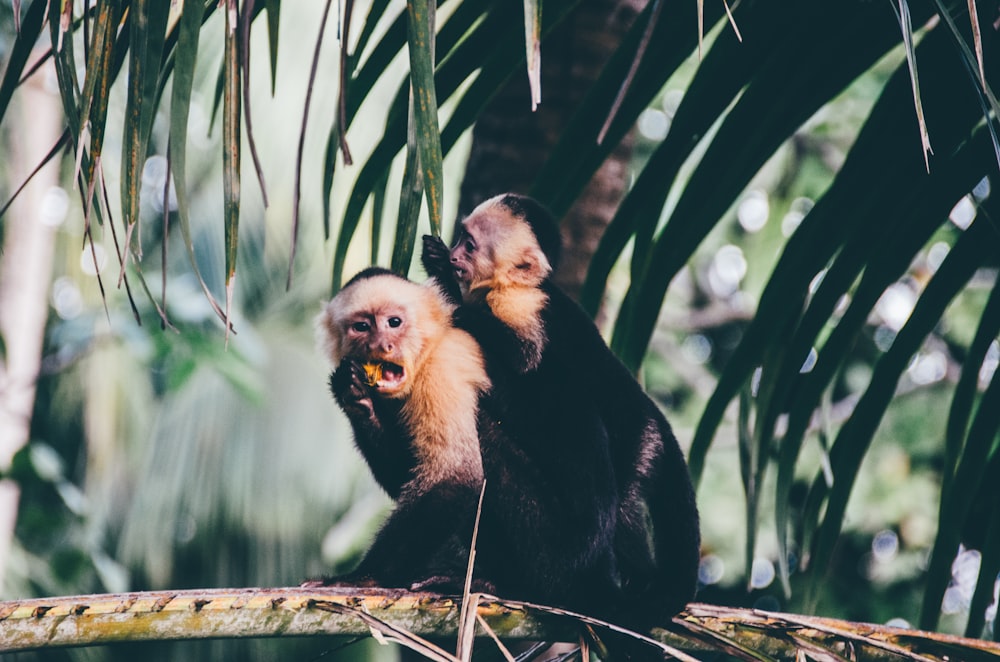 two monkeys eating on branch