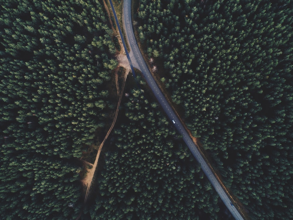 fotografia aerea della strada tra gli alberi