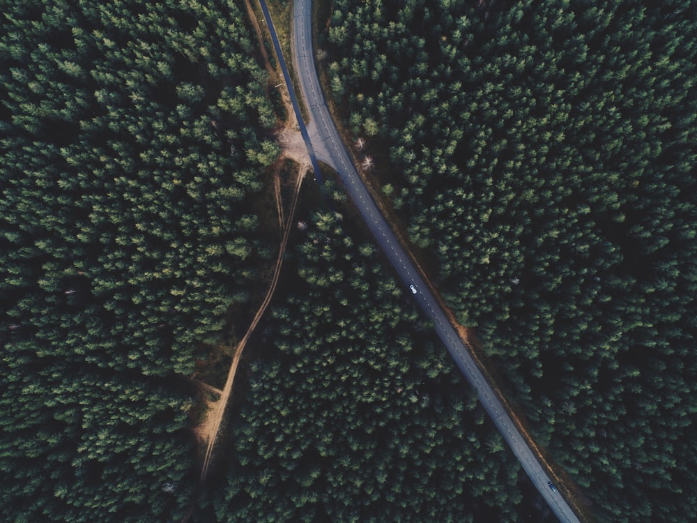 fotografia aérea de estrada entre árvores