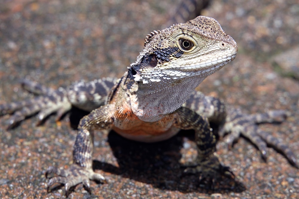 gray lizard on black concrete floor