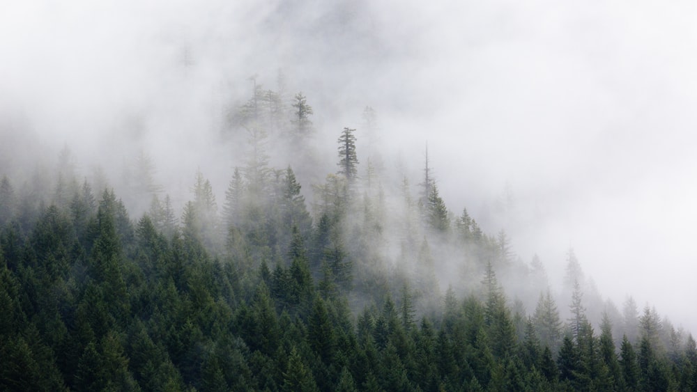 Fotografie von grünen Kiefern, die in Nebel gehüllt sind