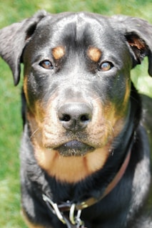 A close-up of a black and tan dog, likely a Rottweiler, looking directly at the camera with a calm expression. The background is a soft-focus green, suggesting a grassy area.