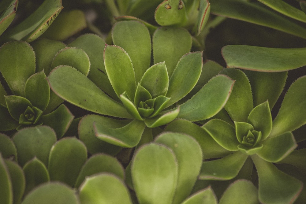 green leafed plant