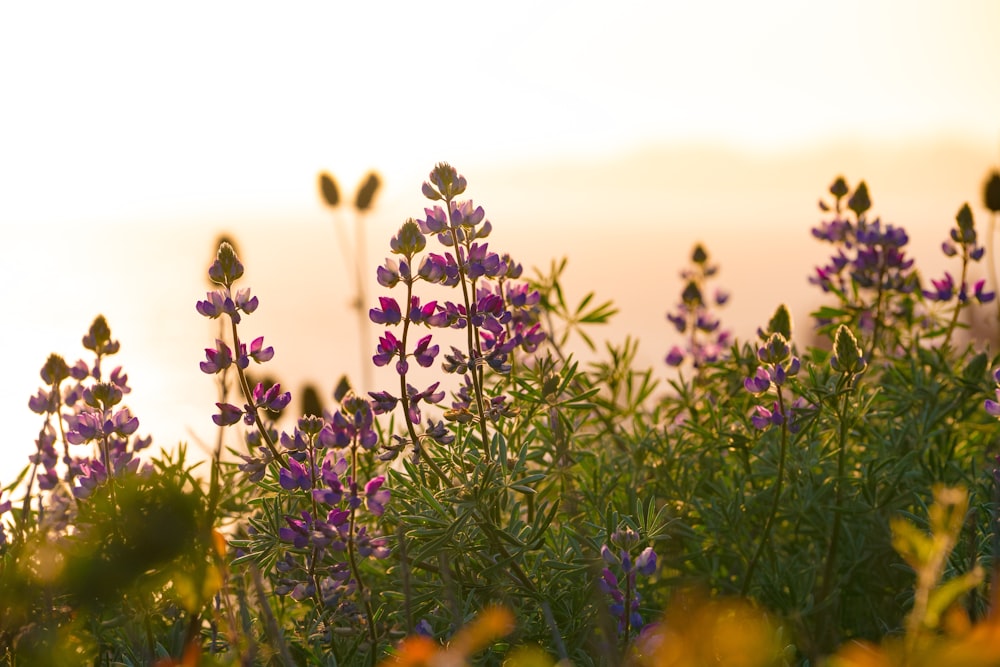 shallow focus lens photo of purple flower