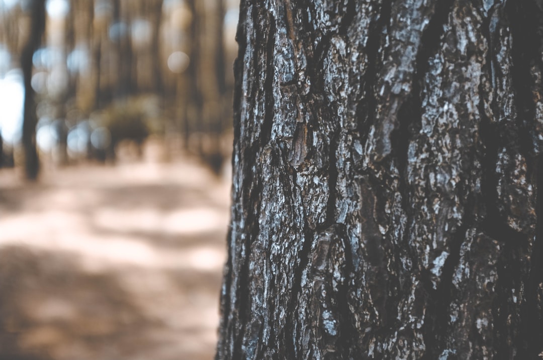 Forest photo spot Hutan Pinus Pengger Semarang